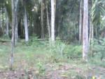 photo0