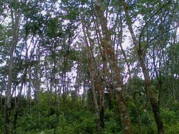 Photo of Land For Sale In Madala in Danweem.com