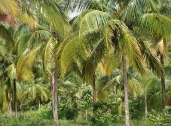 Photo of Perches Land In Kurunegala in Danweem.com