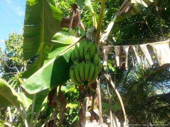 Photo of Acre Land For Sale Matara Aparekka in Danweem.com