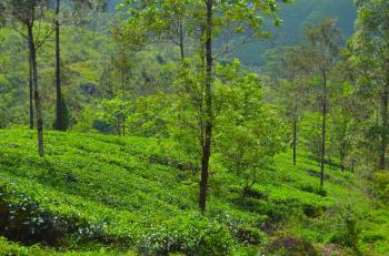 Photo of Estate For Sale In Nawalapitiya in Danweem.com