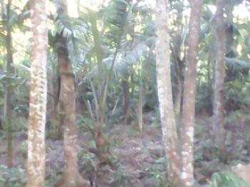 Photo of Land 40 P 5 Km From Gampaha Ja-ela Main Road in Danweem.com