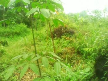 Photo of Tea Estate For Sale in Danweem.com