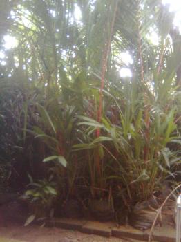 Photo of For Sale in Danweem.com