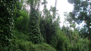 Photo of Acer Land For Sale In Beragala in Danweem.com