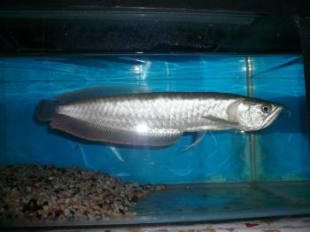 Photo of Fish For Sale in Danweem.com