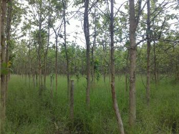Photo of Acres Teak Estate For Sale In Puttalam in Danweem.com