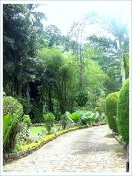 Photo of Estate 469 Acres Investment In Sri Lanka Nuwara Eliya in Danweem.com