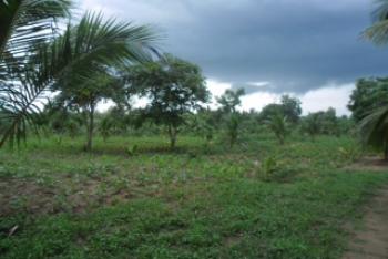 Photo of Beautiful Piece Of Land For Sale In Rasnayakapura, In Kurunegala District in Danweem.com