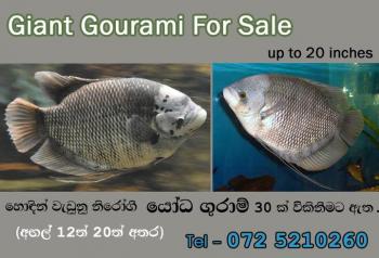 Photo of Gurami For Sale in Danweem.com