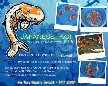 Photo of Japanese Koi in Danweem.com