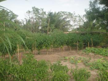 Photo of Acres Land For Sale At Madurankuliya in Danweem.com