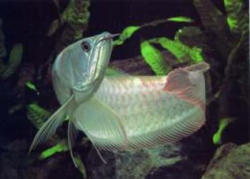 Photo of Inches Silver Arowana For Sale in Danweem.com