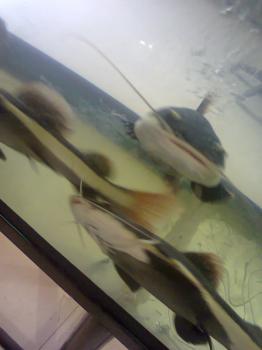 Photo of Tail Cat Fish in Danweem.com