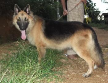 Photo of German Shepherd Lion For Sale in Danweem.com