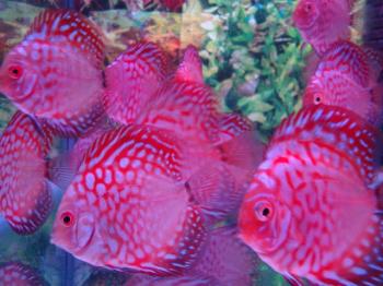 Photo of Fish Sale Whole Sale & Retail in Danweem.com