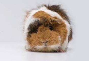 Photo of And Guinea Pig For Sale in Danweem.com