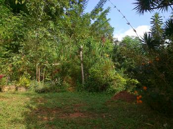 Photo of Land In Gampola, Near At Hinnarandeniya in Danweem.com