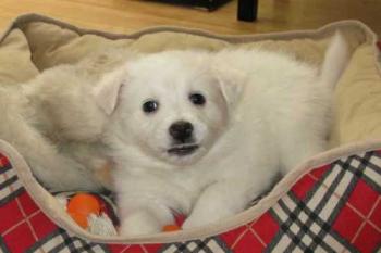 Photo of Lovers In Sri Lanka in Danweem.com