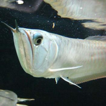 Photo of Arowana With Full Condition Tank in Danweem.com