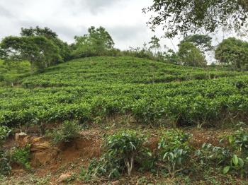Photo of Land With Scenic View Gampola in Danweem.com